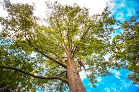 Best Tree Removal  in Hermantown, MN