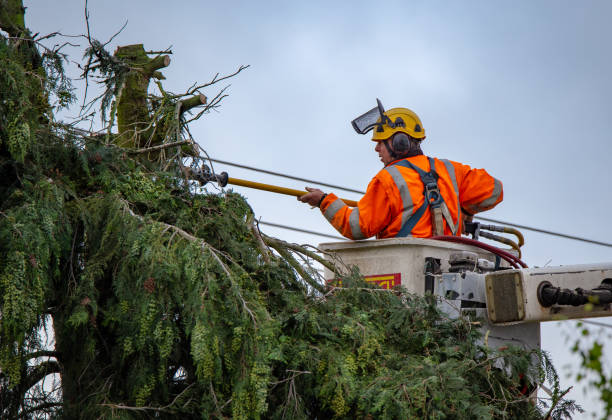 How Our Tree Care Process Works  in  Hermantown, MN