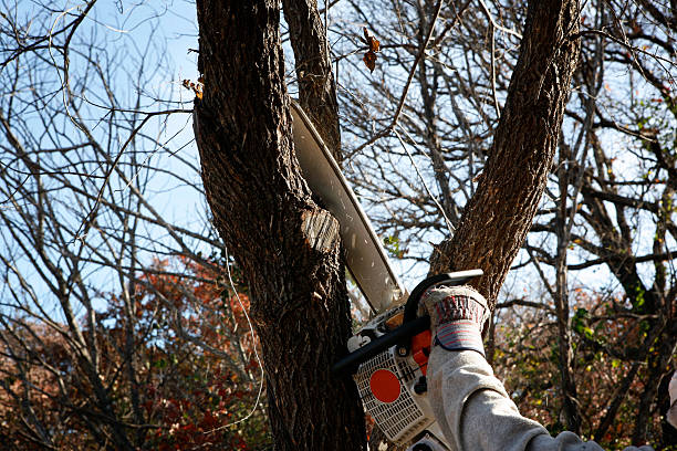 Professional Tree Services in Hermantown, MN